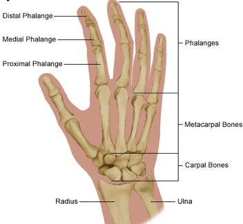 Hand Fracture